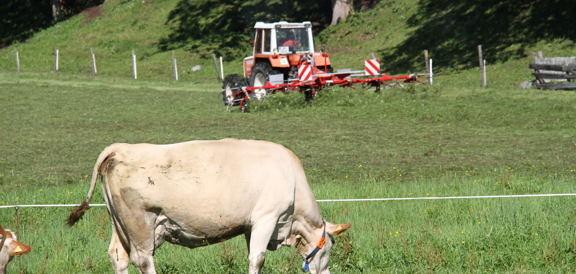 Kuh frisst auf Feld vor mähendem Traktor | © Land schafft Leben