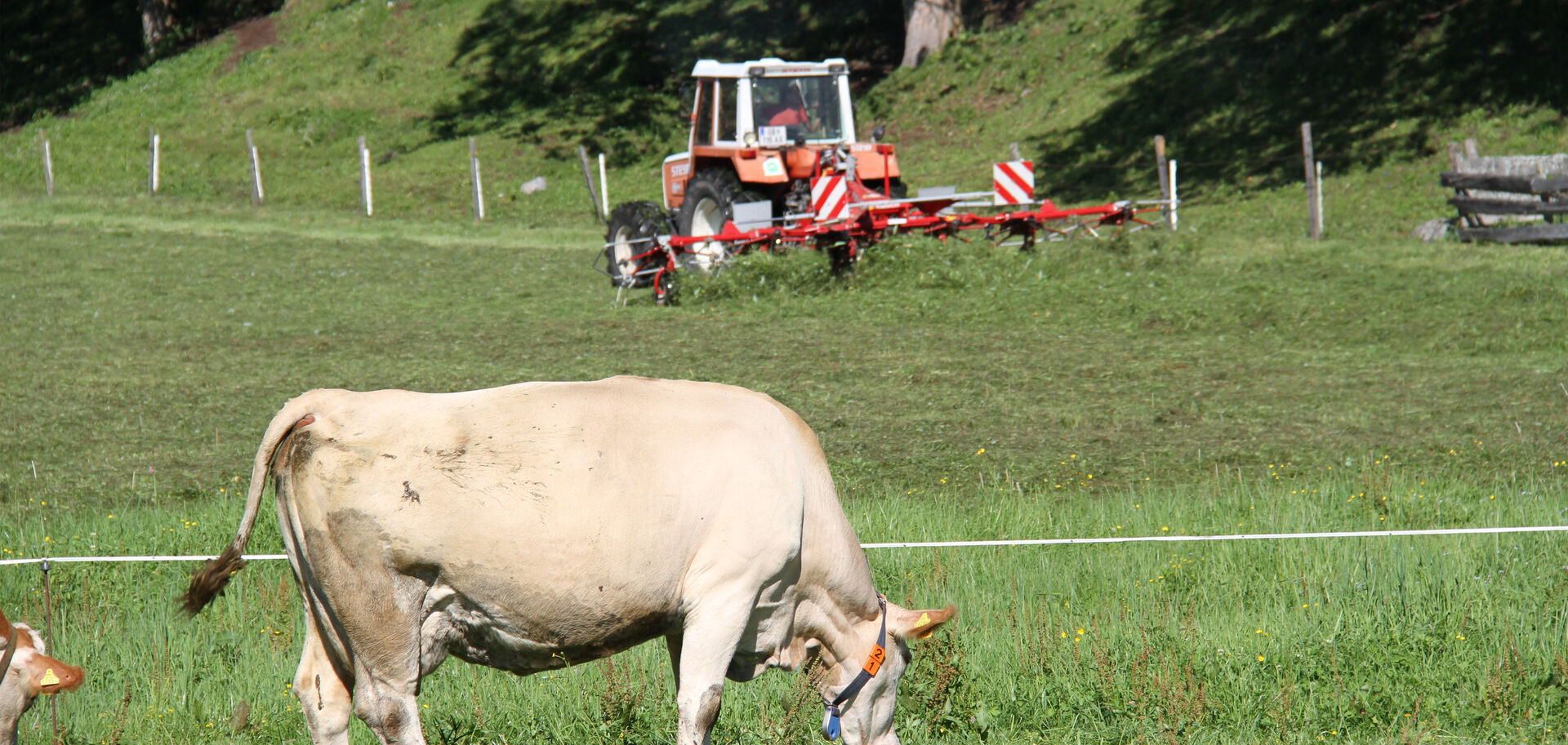 Kuh | © Land schafft Leben Kuh frisst auf Feld vor mähendem Traktor | © Land schafft Leben