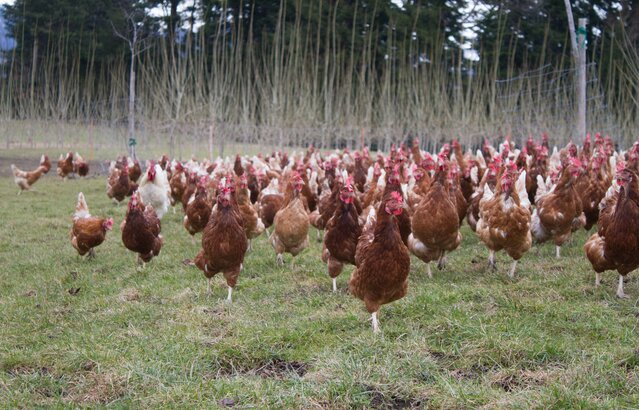 Hühner auf Wiese | © Land schafft Leben