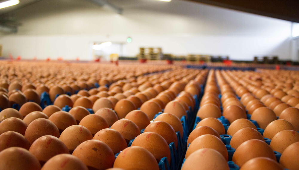 Eier in Produktionshalle  | © Land schafft Leben