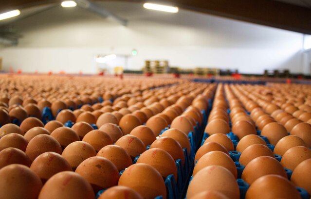Eier in Produktionshalle  | © Land schafft Leben