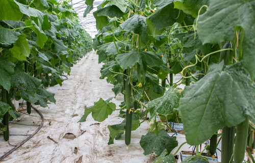 salatgurken anbau | © Land schafft Leben, 2018 salatgurken anbau | © Land schafft Leben, 2018