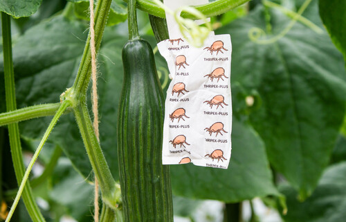 gurke pflanzenschutz | © Land schafft Leben, 2018 gurke pflanzenschutz | © Land schafft Leben, 2018