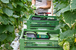 Gurkenernte zwischen Gurkenpflanzen | © Land schafft Leben