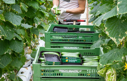 Gurkenernte zwischen Gurkenpflanzen | © Land schafft Leben