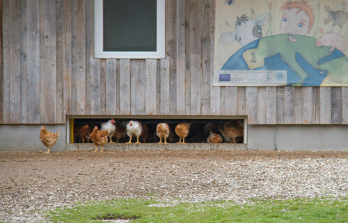 Hühner im Freien vor Stall | © Land schafft Leben