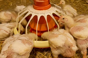 Huhn | Land schafft Leben