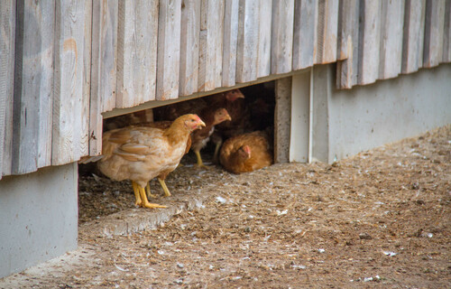 bio huhn | © Land schafft Leben, 2016