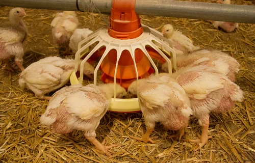 Aufzucht und Futter | Land schafft Leben