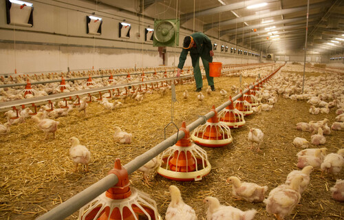 hühnerfleisch produktion | © Land schafft Leben, 2016 hühnerfleisch produktion | © Land schafft Leben, 2016