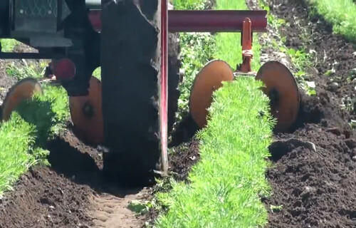 Maschine entfernt Unkraut auf Karottenfeld | © Land schafft Leben