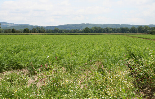 Karottenfeld | © Land schafft Leben