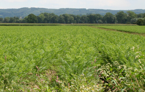 Karottenfeld | © Land schafft Leben