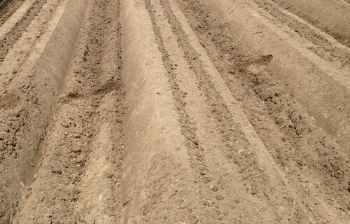 Karottenfeld ohne sichtbare Pflanzen | © Land schafft Leben