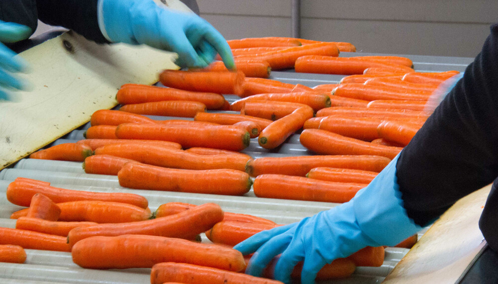 Personen in Laborhandschuhen kontrollieren Karotten auf Fließband | © Land schafft Leben