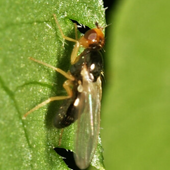 Möhrenfliege auf Blatt | © Sarefo - Eigenes Werk, GFDL, https://commons.wikimedia.org/w/index.php?curid=7038752