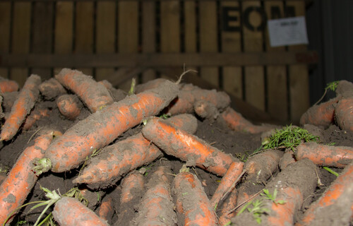Karottenlagerung | © Land schafft Leben