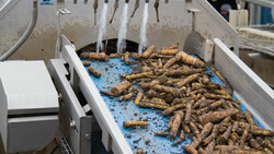 Erdige Karotten werden auf Fließband gewaschen | © Land schafft Leben