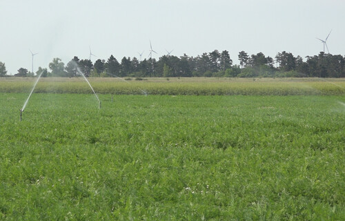 Bewässerungsanlage auf Karottenfeld | © Land schafft Leben