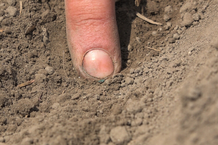 Finger zeigt auf Saatgut in Erde | © Land schafft Leben