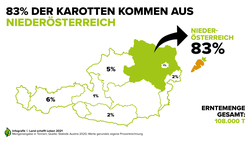 Infografik zur Karottenernte nach Bundesländern in Österreich | © Land schafft Leben