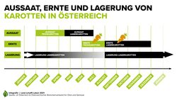 Infografik zu Aussaat, Ernte und Lagerung von Karotten in Österreich | © Land schafft Leben