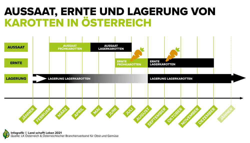 Die Erntezeit der Karotte geht von Juni bis Ende Dezember. Bei den Karotten, die von Juni bis Mitte Juli geerntet werden, spricht man von Frühkarotten. | © Land schafft Leben, 2021