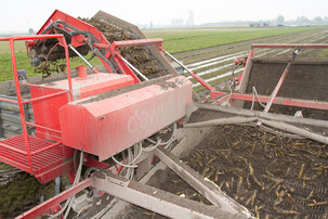 Frisch geerntete Karotten in Maschine auf Feld | © Land schafft Leben