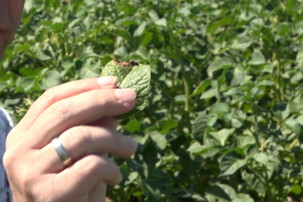 Mann hält mit Schimmelpilz befallene Kartoffelpflanze | © Land schafft Leben