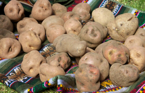 Kartoffeln auf Decke in Wiese