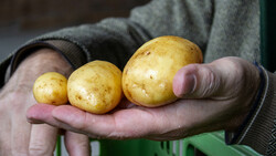 kartoffeln | © Land schafft Leben, 2019