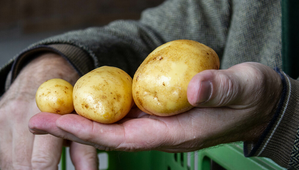 kartoffeln | © Land schafft Leben, 2019