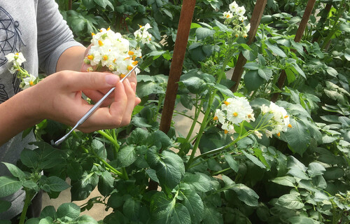 Person hält Kartoffelblüte | © Land schafft Leben