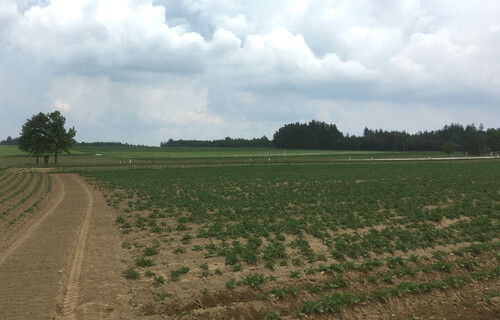 bio kartoffeln | © Land schafft Leben, 2019 bio kartoffeln | © Land schafft Leben, 2019