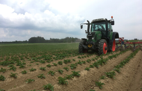 kartoffeln anbauen | © Land schafft Leben, 2019 kartoffeln anbauen | © Land schafft Leben, 2019