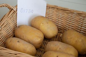 Kartoffel in Korb mit Zettel mit der Aufschrift "Ditta" | © Land schafft Leben