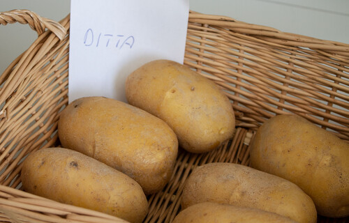 Ditta | © Land schafft Leben Kartoffel in Korb mit Zettel mit der Aufschrift "Ditta" | © Land schafft Leben