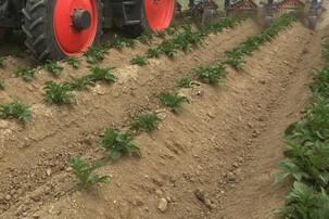 Traktor auf Kartoffelfeld | © Land schafft Leben