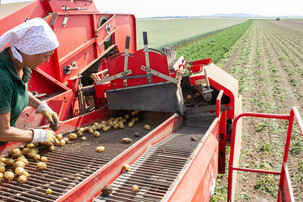 Eine Frau am Feld bei der Kartoffelernte | © Land schafft Leben