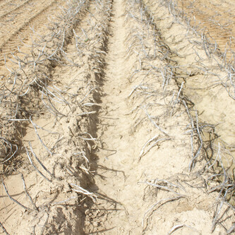 Ausgetrocknetes Feld | © Land schafft Leben