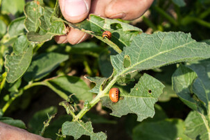 Hand hält Blätter mit Kartoffelkäfern | © Land schafft Leben