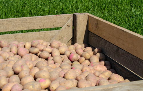 Saatkartoffeln | © Land schafft Leben Kiste voller Kartoffeln auf Wiese | © Land schafft Leben
