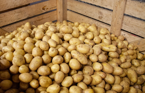 Kartoffel Kiste | © Land schafft Leben Kiste voller Kartoffeln | © Land schafft Leben