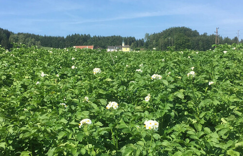 Feld mit Kartoffelpflanzen | © Land schafft Leben