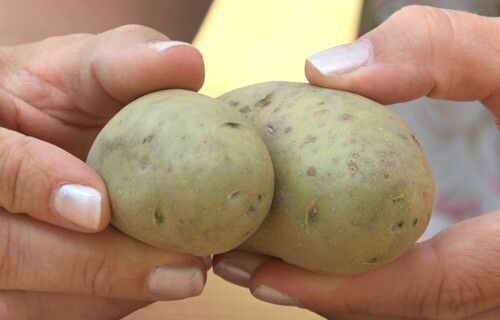 grüne kartoffeln | © Land schafft Leben, 2019 grüne kartoffeln | © Land schafft Leben, 2019