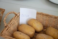 Korb mit Kartoffeln und einem Zettel mit der Aufschrift "Ditta" | © Land schafft Leben