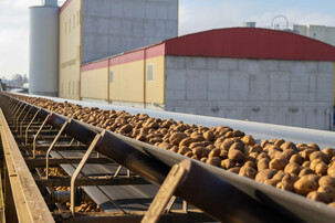 stärke kartoffeln | © Land schafft Leben, 2019
