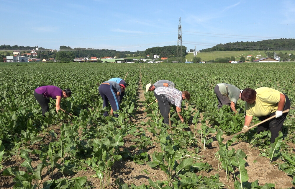Der Kren Wissenswertes zur scharfen Stange