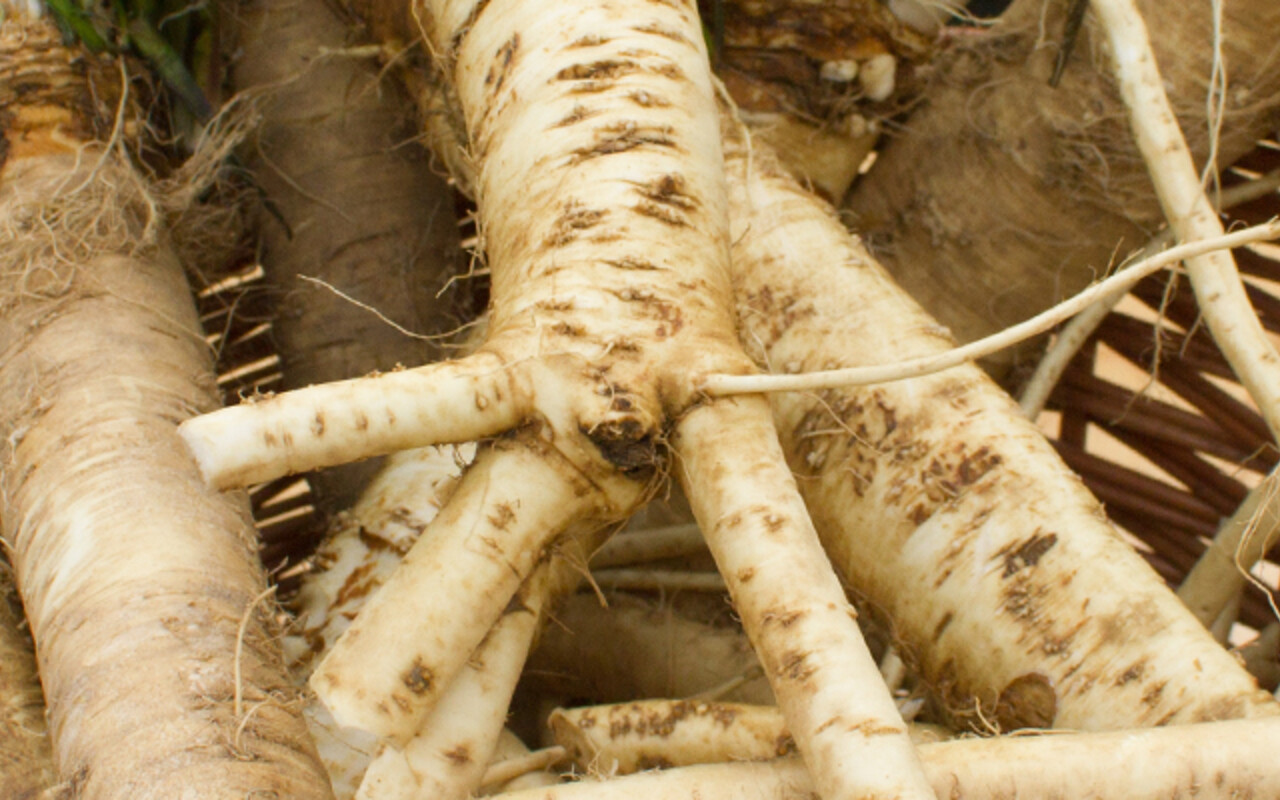 Kren Fakten, Rezepte, Besonderheiten Land schafft Leben