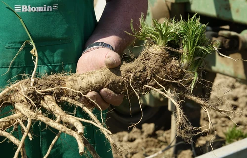 So gesund ist Kren Land schafft Leben